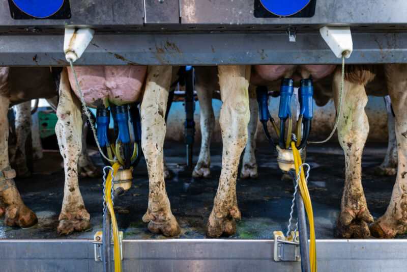 Cows being milked  in Wisconsin on May 8, 2024.