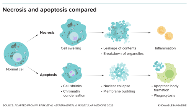 Your cells are dying. All the time.