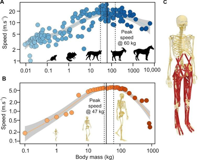 Not too big, not too small: why modern humans are the ideal size for speed