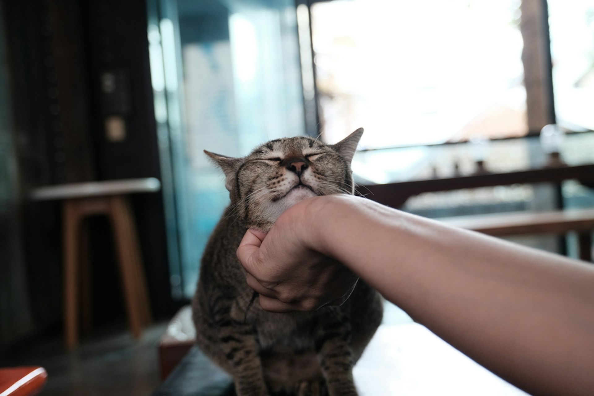 A tabby cat receives a chin rub with eyes squinted in pleasure.