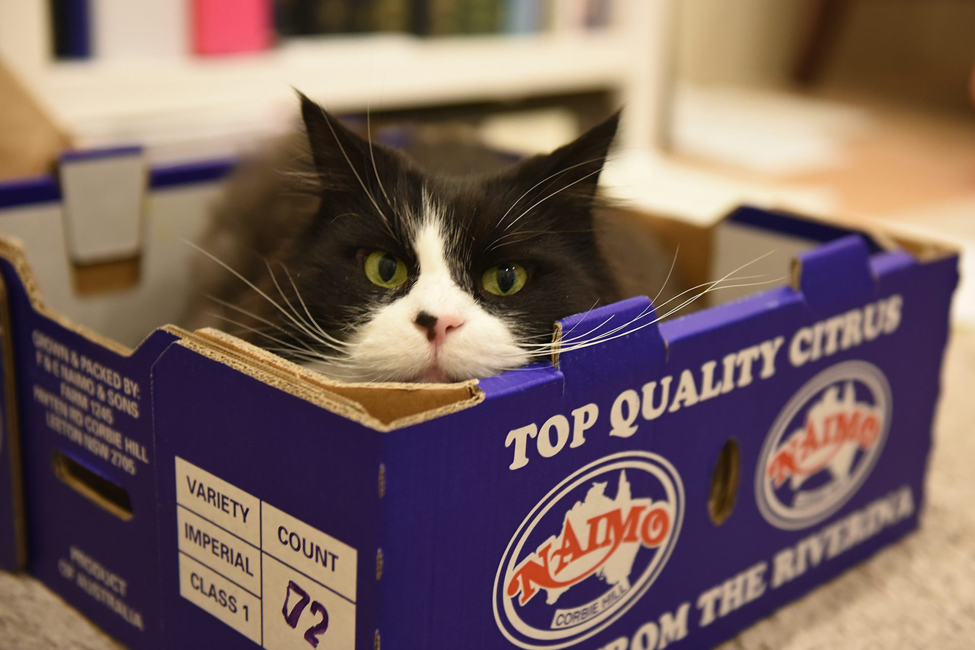 A black and white cat with green eyes peers at the camera from inside a purple citrus produce box.