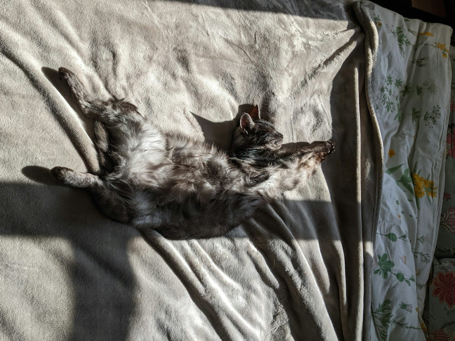 A smokey tabby sprawled on a soft blanket on a bed in full sunshine.