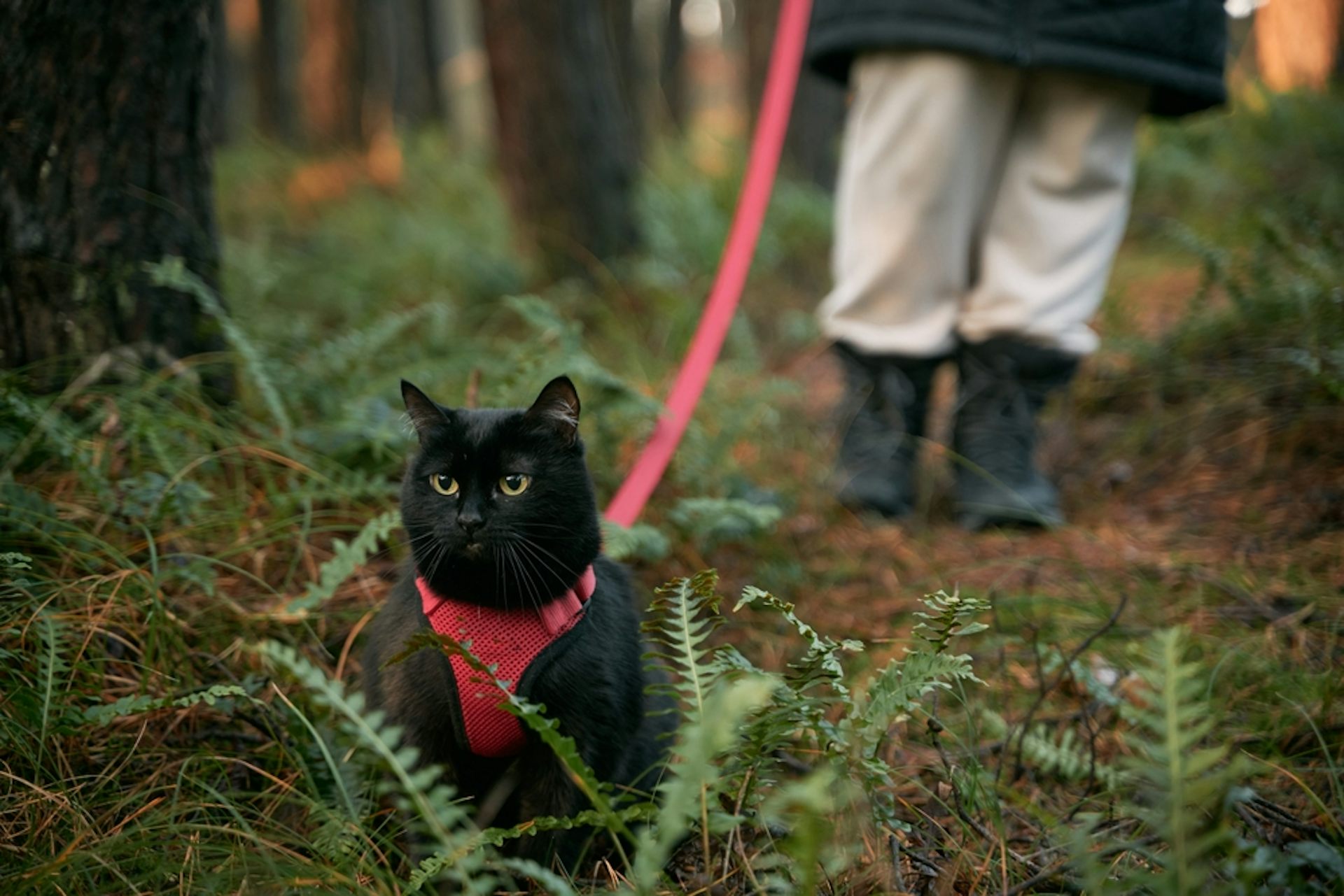 A black cat in a fetching red harness and leash sits on the forest floor with the owner close by.