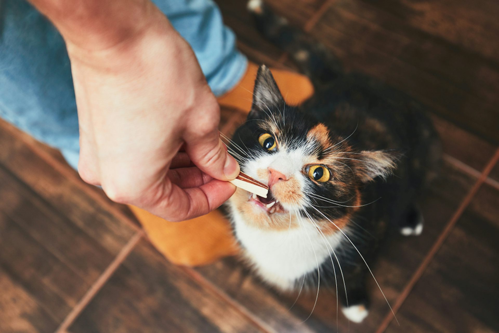 A calico cat with amber eyes receives a meat treat from its owner.