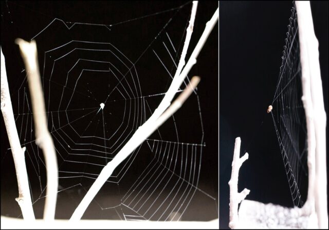 A) Untensed web shown from front view. (B) Tensed web shown from side view.