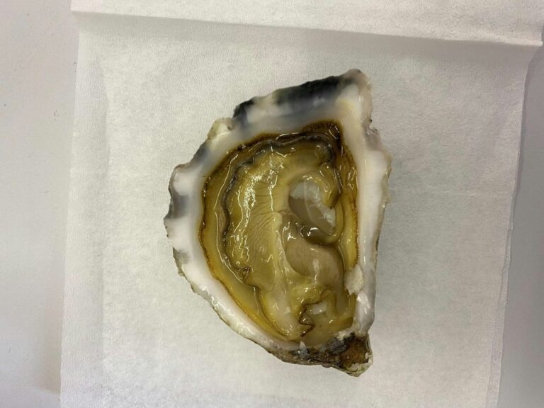 Oyster ‘blood’ holds promise for combating drug-resistant superbugs: new research