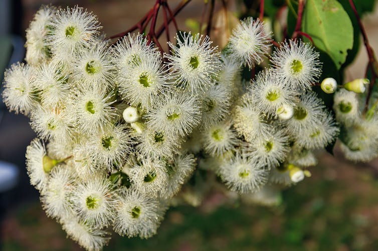A bunch of creamy-white flowers.