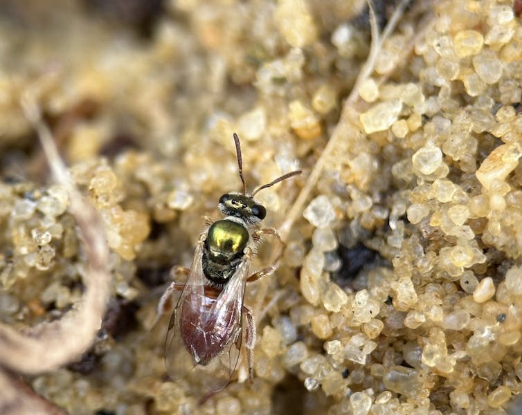A small bee seen in gravel.