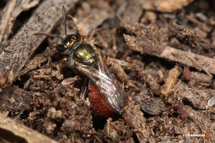 Small bee in soil.
