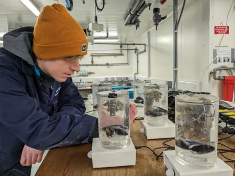 University of Exeter Guy Hooper is wearing a coat and orange hat and is looking at some small tanks which contain water and mussels. 