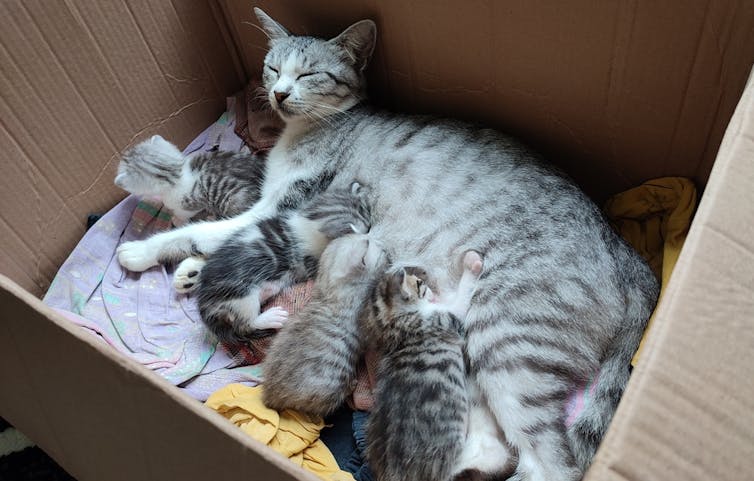 A tabby mother cat in a cardboard box nursing her little tabby kittens.