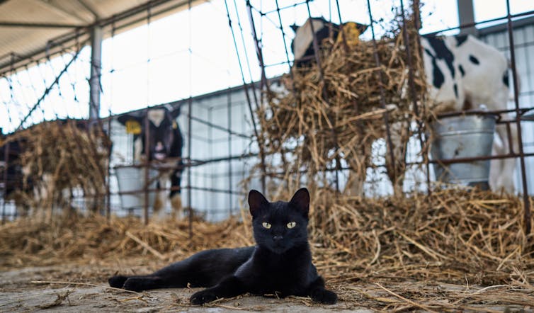 A black cat lounges on hay near some feeding cows.