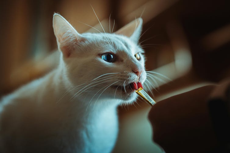 A white cat with different coloured eyes eating a treat from a squeezy tube.