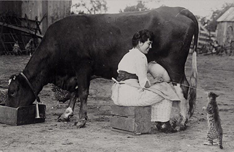 A woman in historic dress shoots milk straight from the udder of a cow into the mouth of a cat standing nearby on its hind legs.