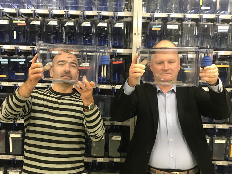 Researchers holding up small water tanks with zebrafish.