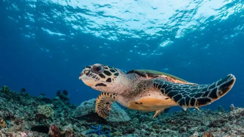 Getty Images A sea turtle with its front limbs outstretched swims over a bed of coral on the bottom of the sea floor as light filters through the blue water
