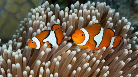 Getty Images A pair of orange-and-white-striped clownfish swim together over a reef of brilliant white fronds of coral