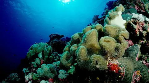Getty Images Swathes of multi-coloured coral in shades of green, red and pink crowd the sea floor against a backdrop of blue ocean