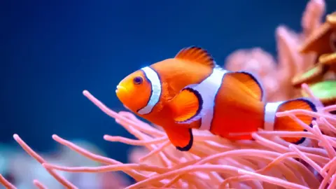 Getty Images A clownfish swims against pink fronds of coral reefs against the backdrop of a brilliant blue sea