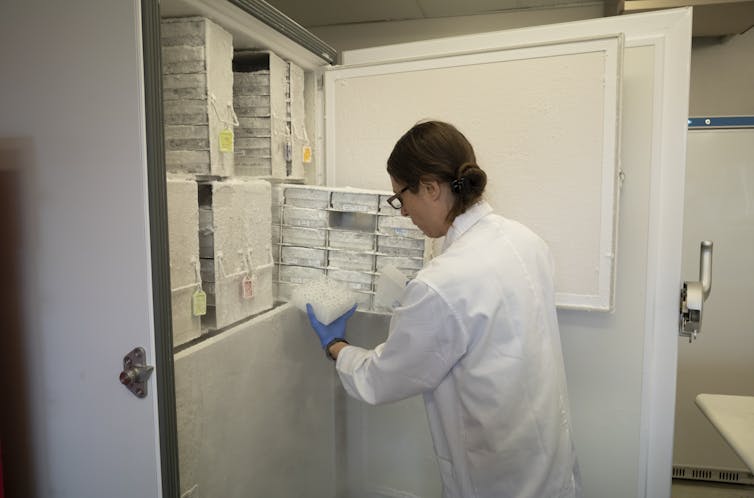 A woman is holding a case of 2mL tubes with dried venom inside, and this box is one of dozens within a rack of a freezer.