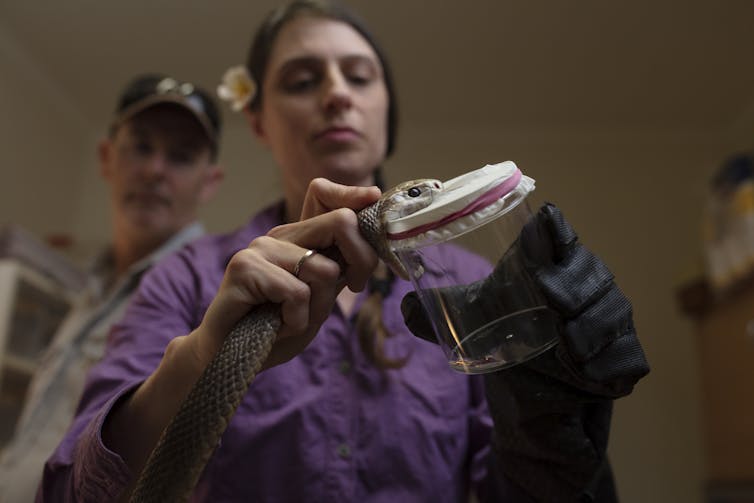 A woman holding a coastal taipan on a beaker that has some venom at the bottom. A man stands behind the woman, helping hold the snake in place.