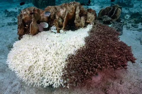 Lillian Suwanrumpha/AFP/Getty Images Two types of coral sit at the centre of the picture with small purple fish swimming through them. One of the larger corals which expands out like a table is brown on the right hand side and then bleached white half way across.