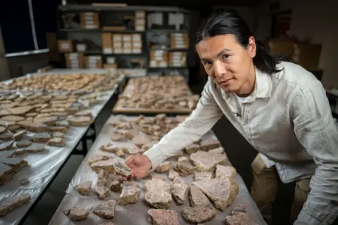 Tony Jolliffe/BBC News Archaeologist Han Li, wearing a white long sleeved linen shirt and light brown trousers, is leaning over the series of tables which are covered with hundreds of fragments of plaster. He is holding a piece from the dado section in his right hand. The fragments have been grouped according to where Han thinks they may fit in this very complicated puzzle. 