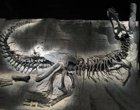 Darla Zelenitsky A pristine fossilised skeleton of Tyrannosaurus Rex. Its body lies encased in the rock it was fossilised within and it stretches out from its long tail on the left of the fossil to its open jaws.  