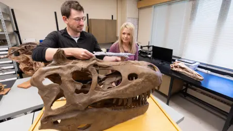 Riley Brandt/University of Calgary The image shows two scientists, PhD student Jared Voris and Prof Darla Zelenitsky from the University of Calgary, examining the fossilised skull of a tyrannosaur. The large, brown dinosaur skull is on a table in the foreground. There are other dinosaur bones on shelves and surfaces in the room.
