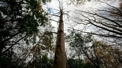 Getty Images The bare trunk of a tree stands out against other branches and foliage.