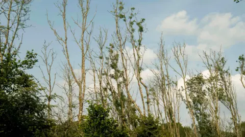 Paul Figg © RBG Kew Trees are highlighted against a blue sky with white clouds. Some of the branches are covered in green foliage. Others are skeletal and stripped bare, with only the brown trunks seen.