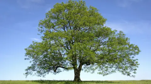Getty Images A mature elm tree sits in green grass against a blue sky. The green branches fan out in a vase shape from the brown trunk.