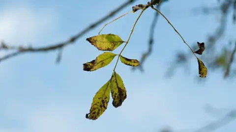 Getty Images A browning ash leaf hangs from a tree against a backdrop of blue. The leaves are withering and dying.