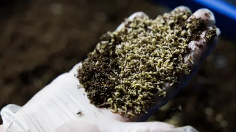 Energesman A hand holding fly larvae