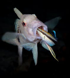 Close-up of a pink fish with a smaller striped fish sticking its head in the bigger fish's mouth.