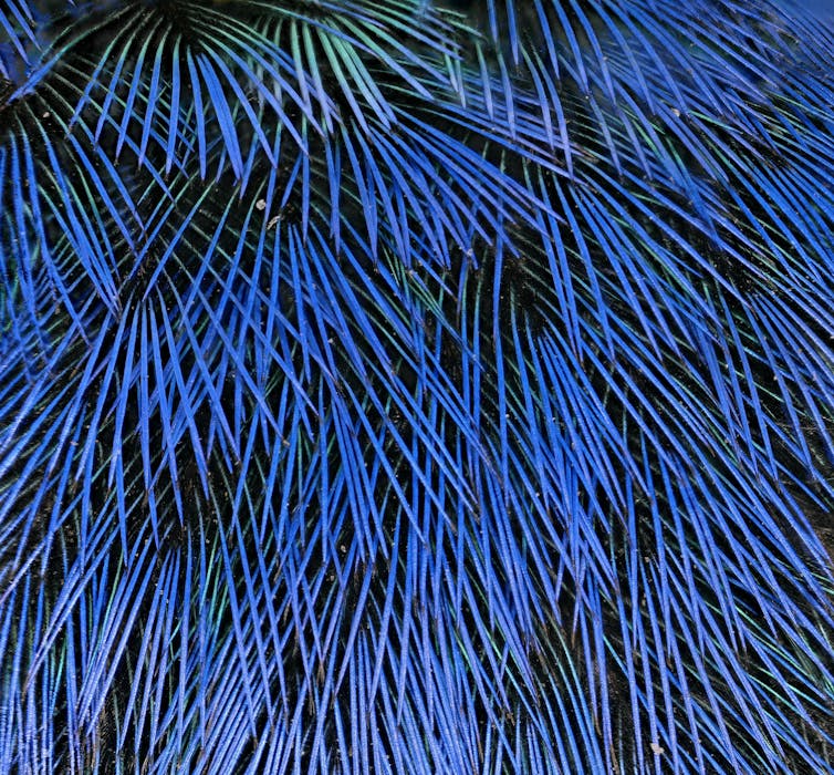 Close up of blue feathers against a black background.