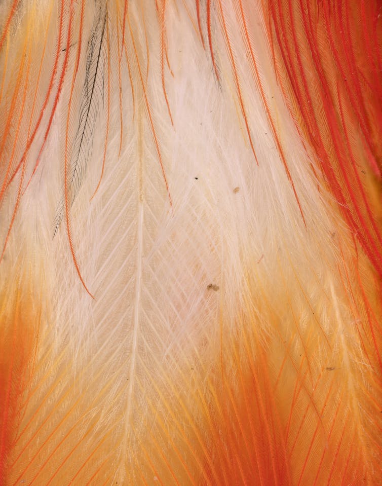 Close up of red feathers over a white background.