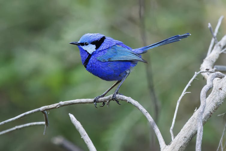 A bright blue bird perching on a twig.