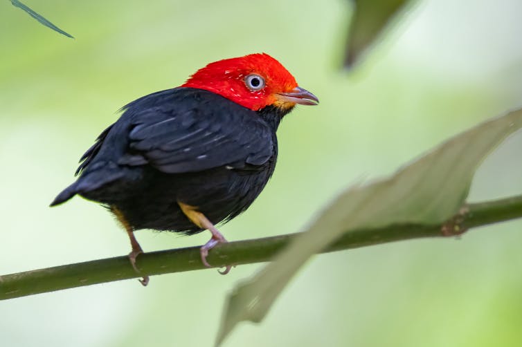 A bird with a black body and bright red head.