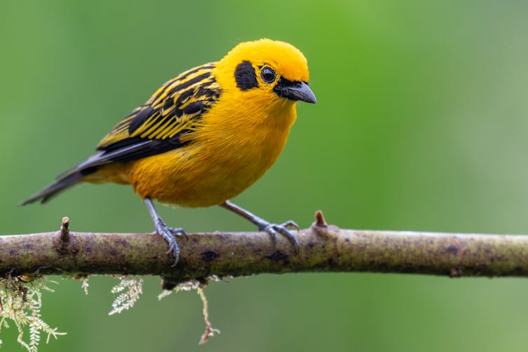 A yellow and black bird sitting on a branch.