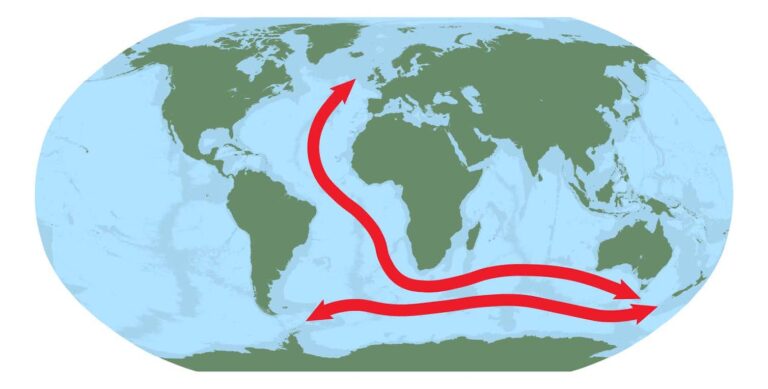 Five arms, no heart and a global family: what DNA revealed about the weird deep-sea world of brittle stars