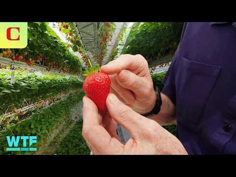 Look Inside Dyson's New Circular Strawberry Farm