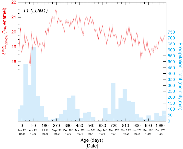 Chart showing oxygen isotope and rainfall values in the sampled tooth.