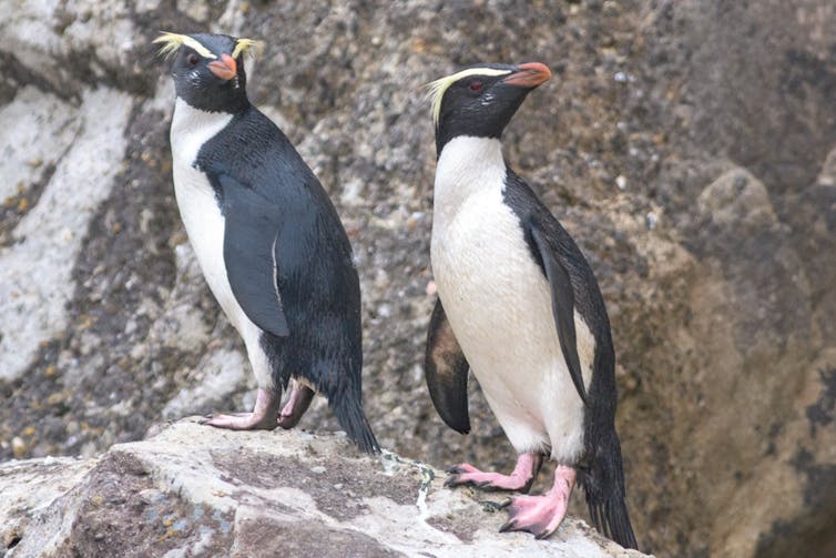 A pair of black and white penguins with funky yellow crests stand on a rock.