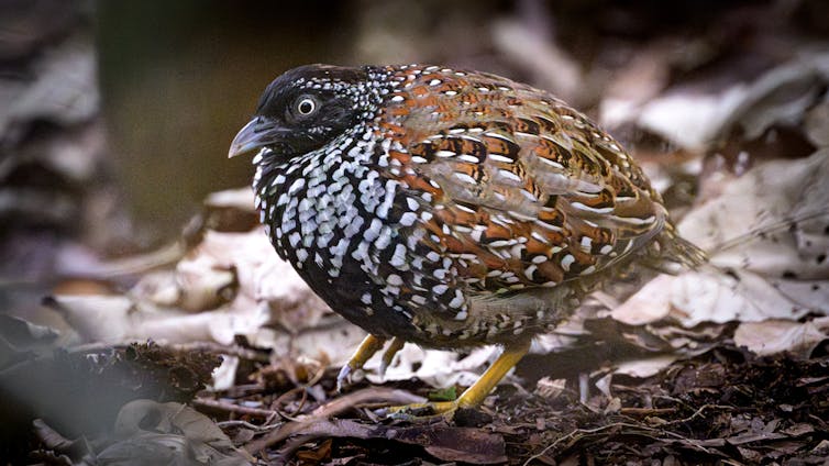 A round bird on the ground with spotted brown, white and black plumage.