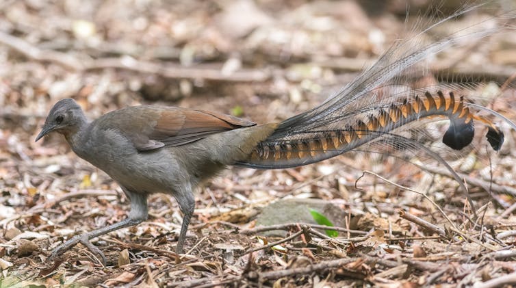 A grey bird with long feet and ornate tail feathers scratching the ground.
