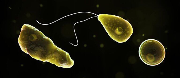 A rare ‘brain-eating amoeba’ has been detected in Queensland water. Can I catch it by drinking tapwater? Or in the shower?