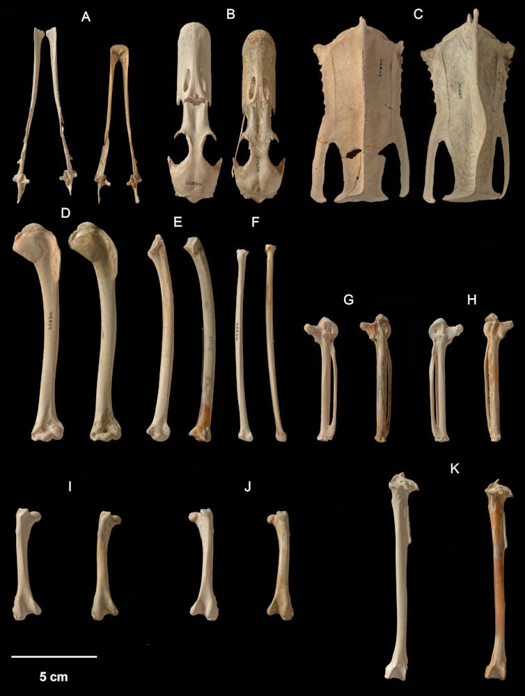 Bones of the extinct Rēkohu shelduck compared to the pūtangitangi paradise shelduck. In each pair the left and right bones are the Rēkohu and paradise shelducks, respectively.