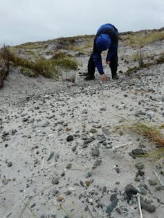 A person searching sand dunes for fossil bones