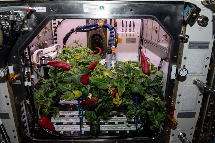 A white box with lots of technical instruments around it and a few small plants with red chile peppers in them.